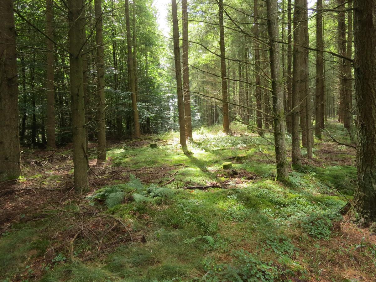 Hotel Blick Zum Maimont Ludwigswinkel Esterno foto